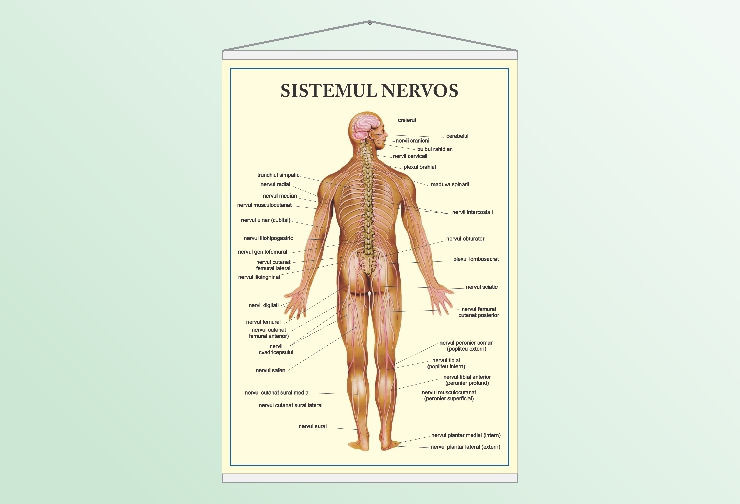 Sistemul nervos - 70x100