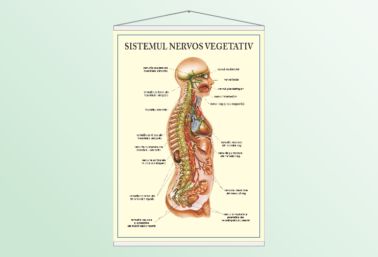 Sistemul nervos vegetativ - 70x100