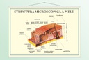 Structura pielii - 70x100