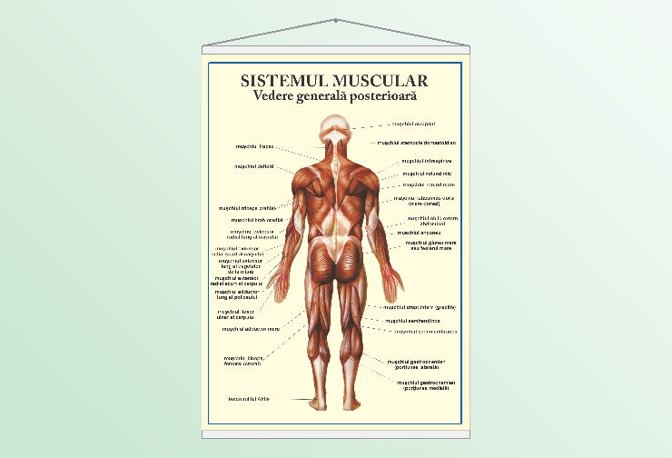 Sistemul muscular - vedere posterioară - 50x70