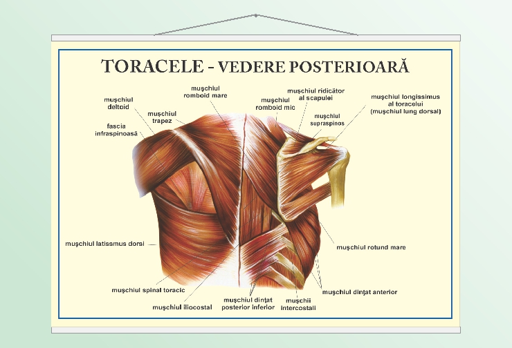 Toracele - vedere posterioară - 50x70