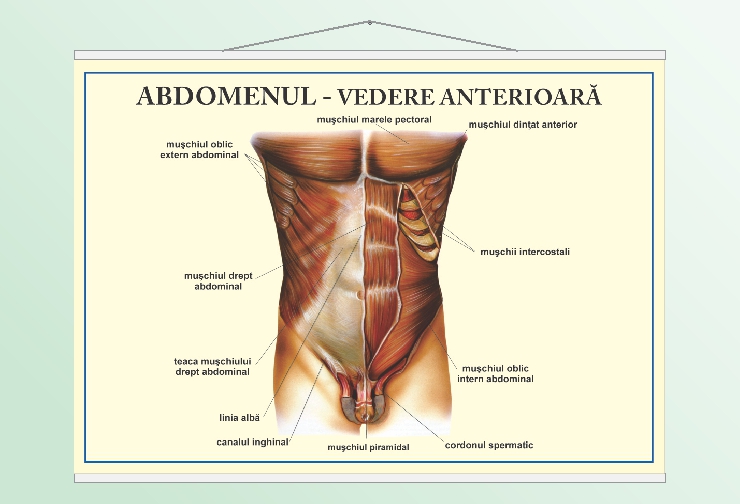 Abdomenul - vedere anterioară - 50x70