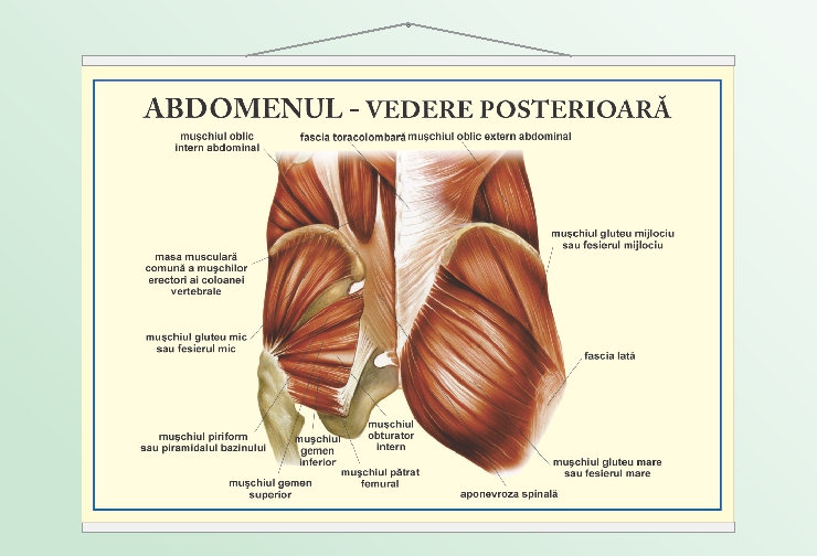 Abdomenul - vedere posterioară - 50x70