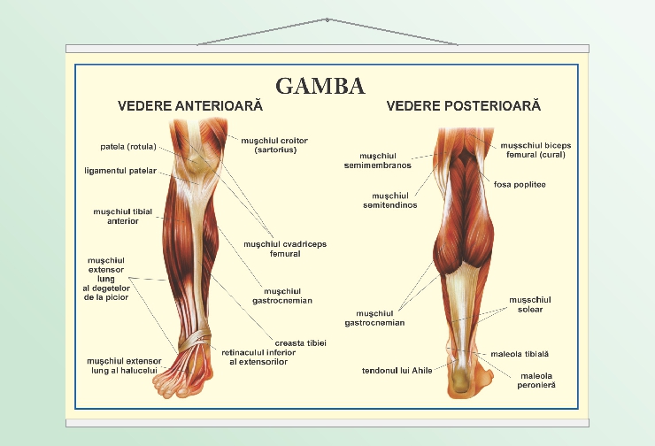 Gamba - vedere anterioară, posterioară - 50x70