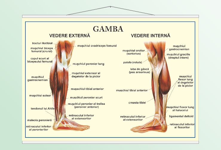 Gamba - vedere externă, internă - 50x70