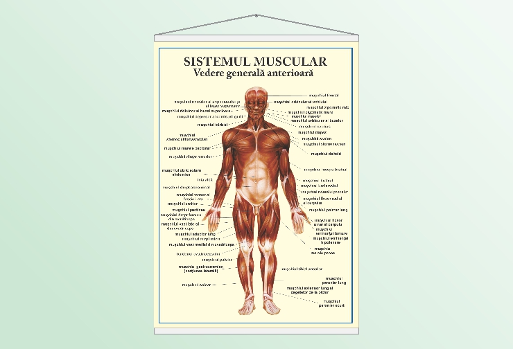 Sistemul muscular - vedere anterioară - 70x100