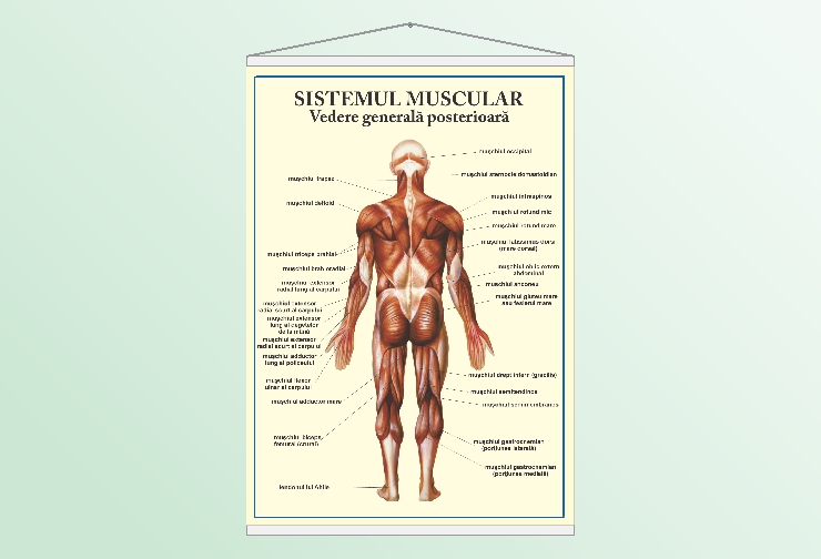 Sistemul muscular - vedere posterioară - 70x100