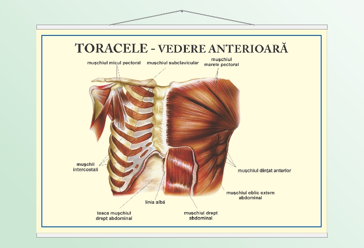 Toracele - vedere anterioară - 70x100