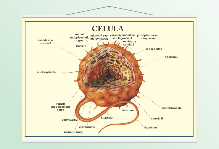 Celula - 50x70