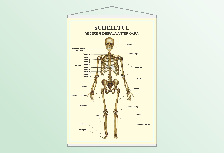 Scheletul - vedere anterioară - 70x100