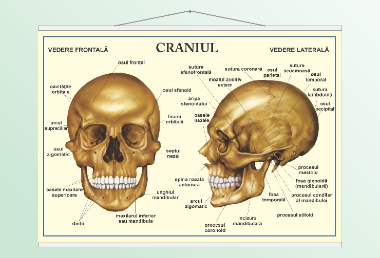 Craniul - 70x100