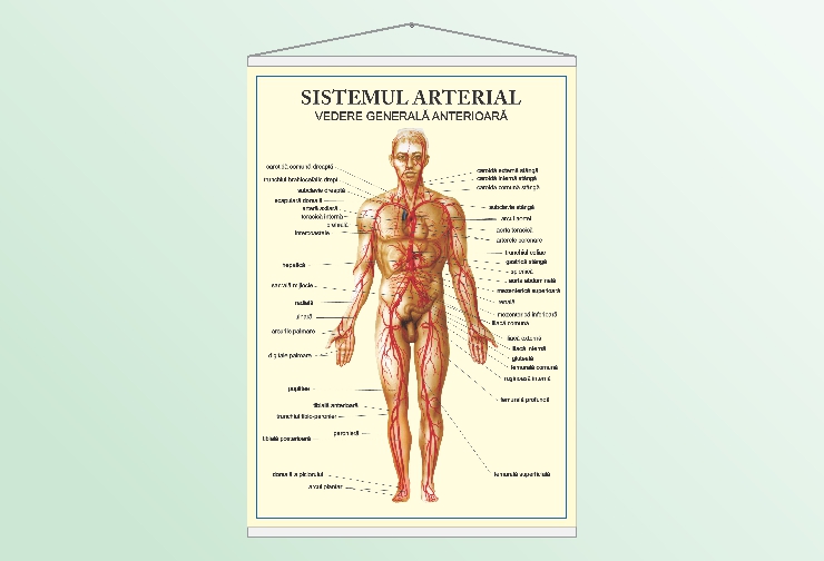 Sistemul arterial - vedere anterioară - 50x70