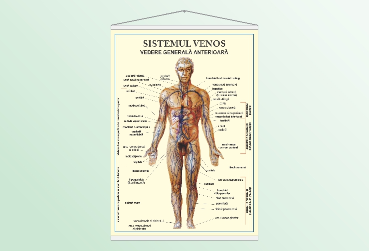 Sistemul venos - vedere anterioară - 50x70