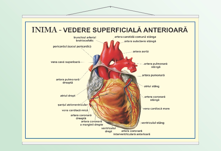 Inima - vedere anterioară - 50x70