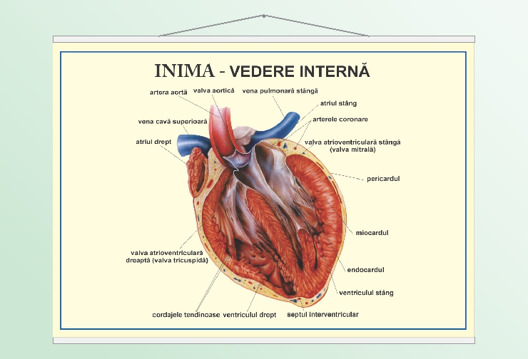 Inima - vedere internă - 50x70