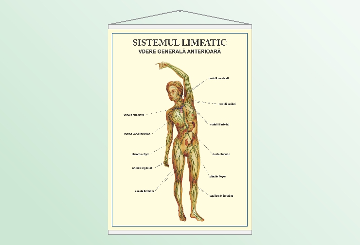 Sistemul limfatic - vedere anterioară - 70x100