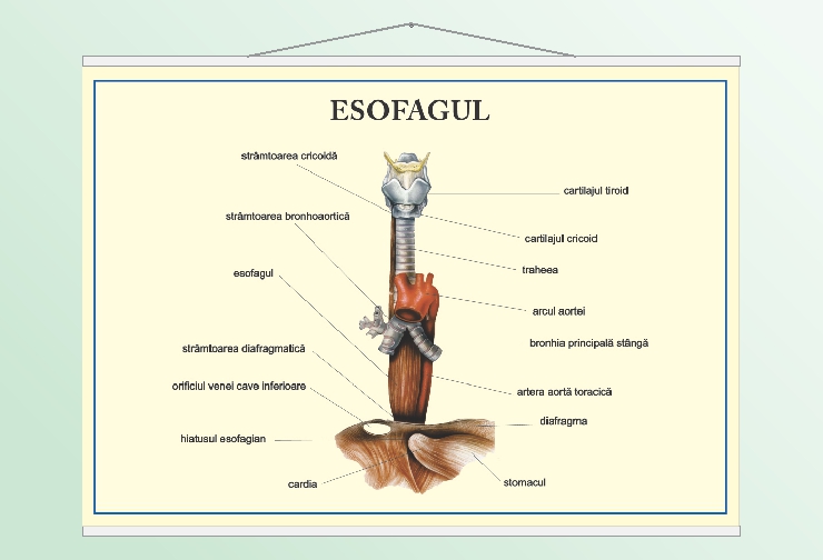 Esofagul - 50x70