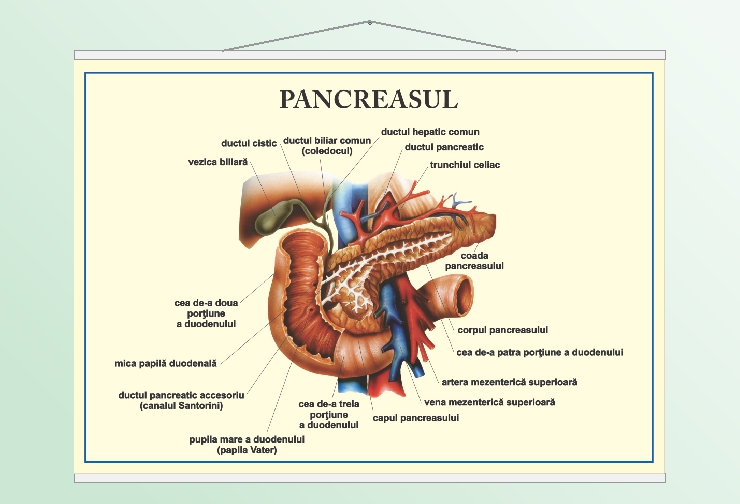 Pancreasul - 50x70