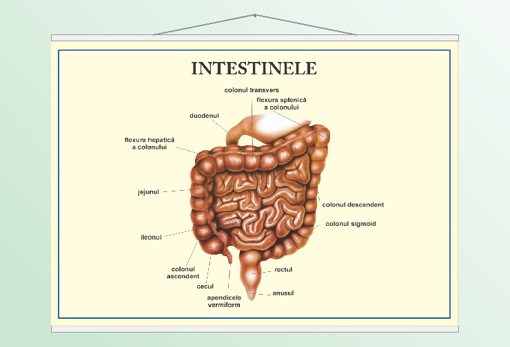 Intestinele - 50x70