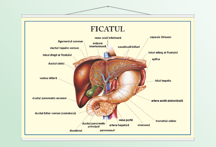 Ficatul - 70x100