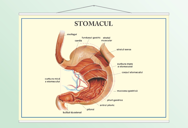 Stomacul - 70x100