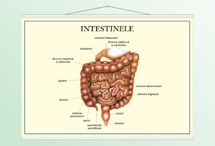 Intestinele - 70x100