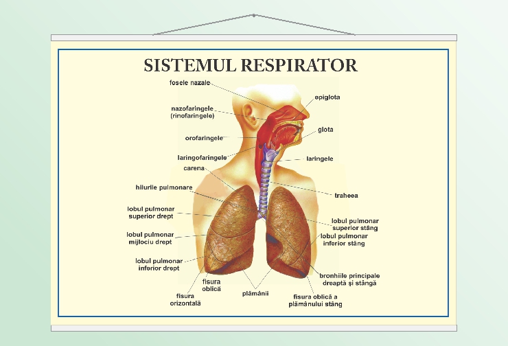 Sistemul respirator - 50x70