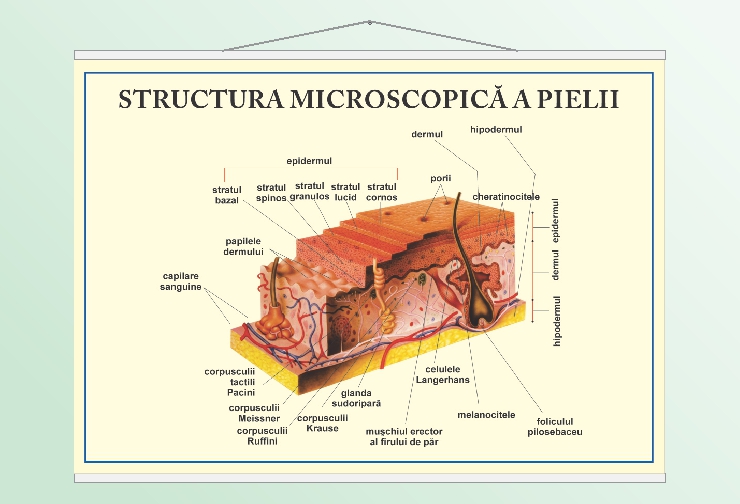 Structura pielii - 50x70