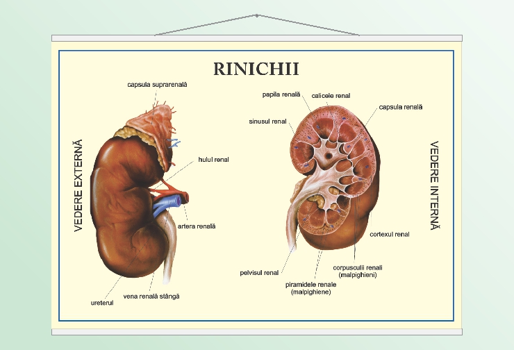 Rinichii - 70x100