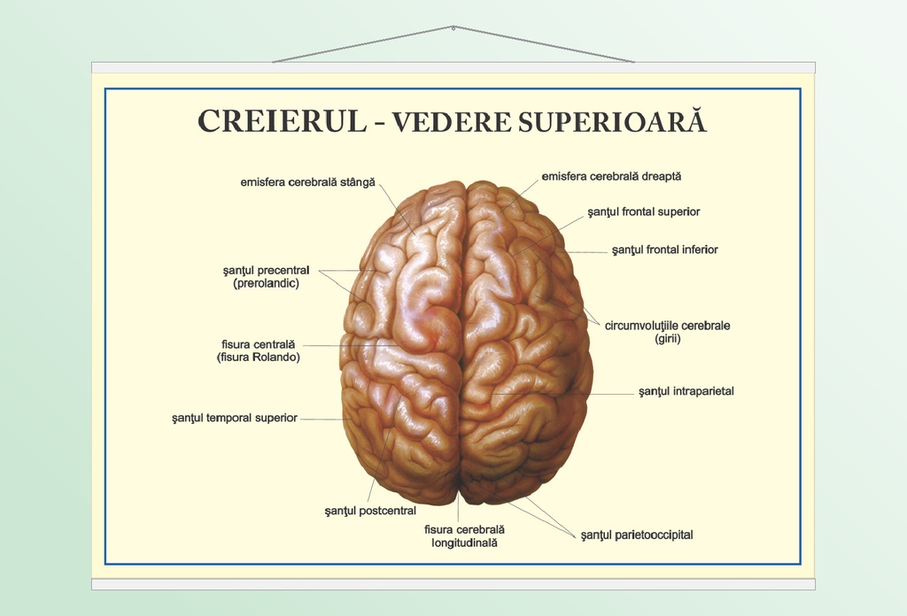 Creierul - vedere superioară - 50x70