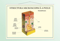 Structura pielii - transpiratia - 50x70