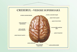 Creierul - vedere superioară - 70x100