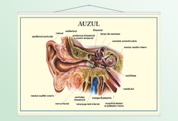 Auzul - 70x100