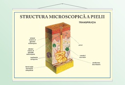 Structura pielii - transpiratia - 70x100