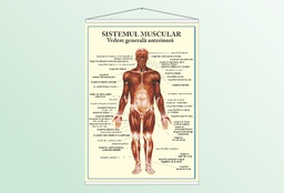 Sistemul muscular - vedere anterioara - 50x70