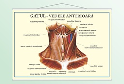 Gâtul - vedere anterioară - 50x70