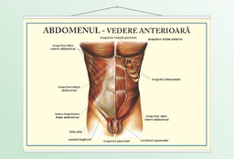 Abdomenul - vedere anterioară - 50x70