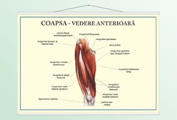 Coapsa - vedere anterioară - 50x70