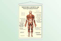 Sistemul muscular - vedere posterioară - 70x100