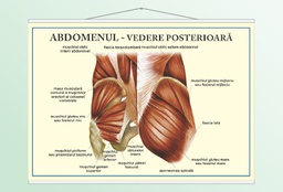 Abdomenul - vedere posterioară - 70x100