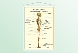 Scheletul - vedere laterală - 50x70