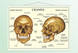 Craniul - 50x70