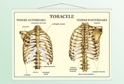 Toracele - 50x70