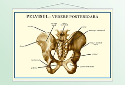 Pelvisul - 50x70