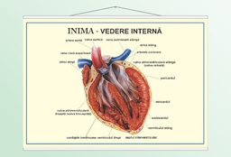 Inima - vedere internă - 50x70