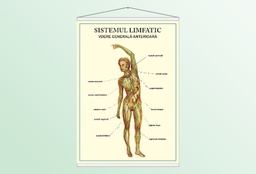 Sistemul limfatic - vedere anterioară - 70x100