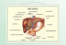 Ficatul - 50x70