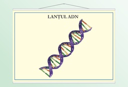 Lanțul ADN - 70x100