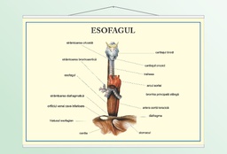 Esofagul - 70x100