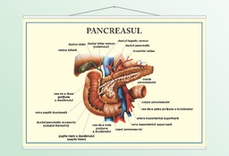 Pancreasul - 70x100